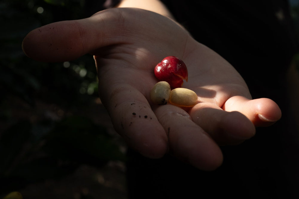 Mano abierta con cerezas de café recién cosechadas