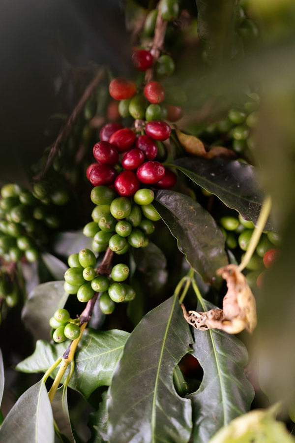 Racimo de cerezas de café maduras y verdes en la planta