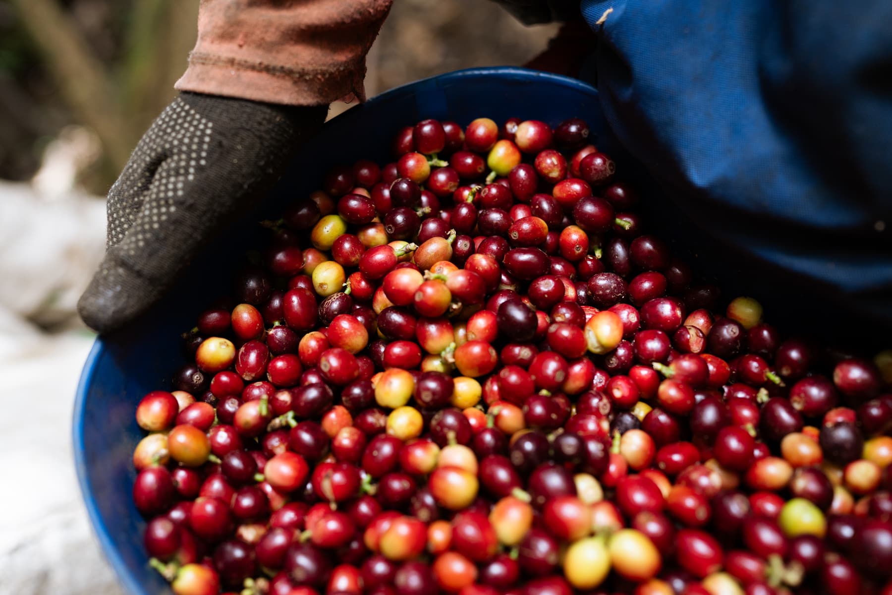 Mano con guante sobre un balde lleno de cerezas de café rojas y amarillas