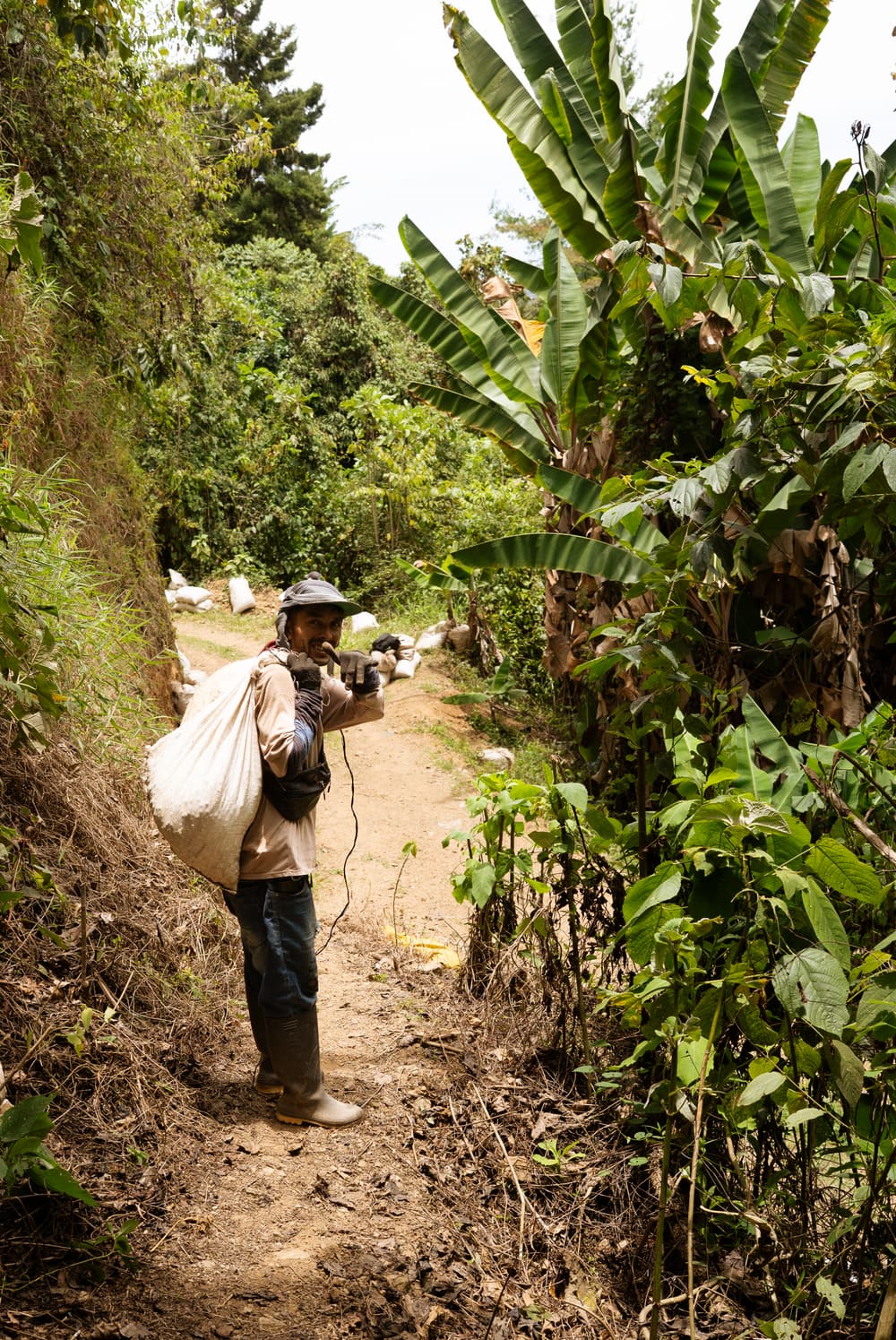 Caficultor con un costal al hombro en un sendero entre plataneras y cafetal