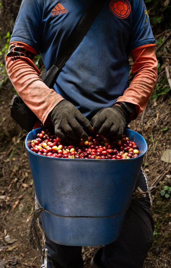 Recolector con guantes sosteniendo un balde lleno de cerezas de café recién cosechadas