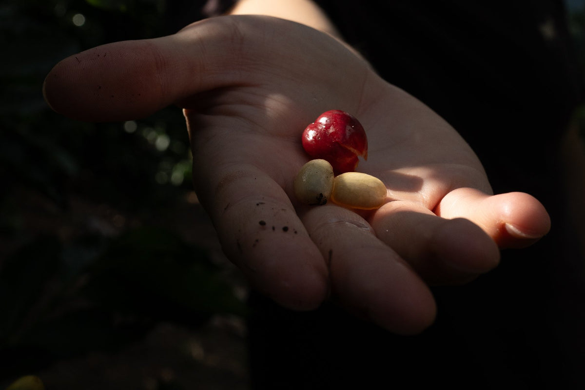 Mano abierta con cerezas de café recién cosechadas
